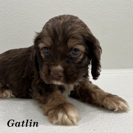 puppy, for, sale, Cocker Spaniel, Joe & Cherri  Overlease, dog, breeder, Miller, MO, dog-breeder, puppy-for-sale, forsale, nearby, find, puppyfind, locator, puppylocator, aca
